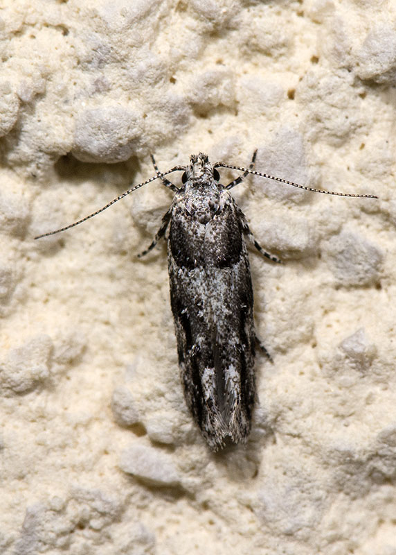 Gelechiidae 2: Recurvaria nanella
